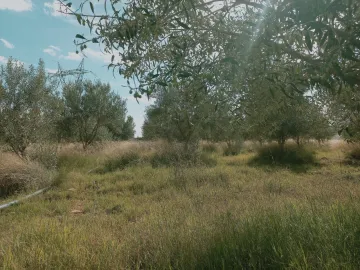 Vente Terrain Agricole Djelfa Djelfa 20