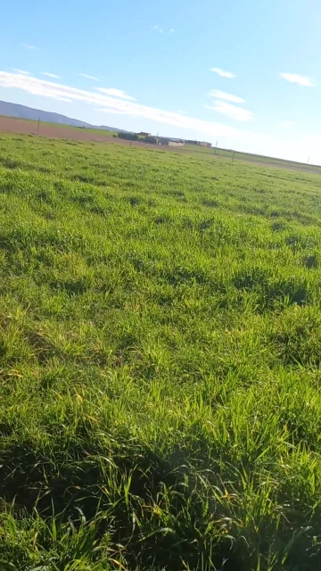 Vente Terrain Agricole Djelfa Ain oussara 7