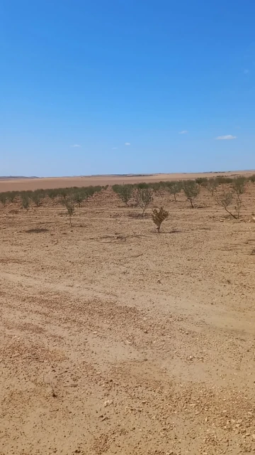 Vente Terrain Agricole Djelfa Birine 10