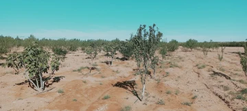 Vente Terrain Agricole Djelfa Hassi bahbah 23