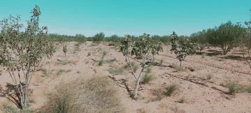 Vente Terrain Agricole Djelfa Hassi bahbah 46