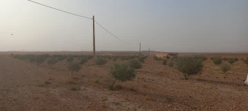 Vente Terrain Agricole Djelfa Had sahary 11