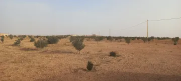Vente Terrain Agricole Djelfa Had sahary 6