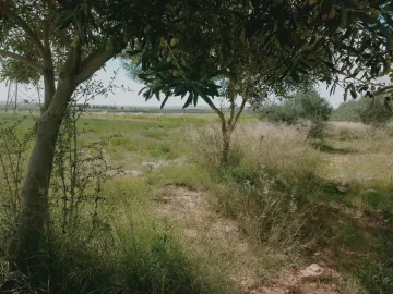 Vente Terrain Agricole Djelfa Djelfa 19