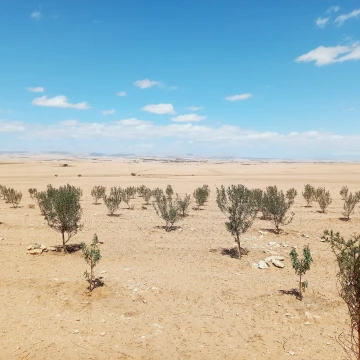 Vente Terrain Agricole Djelfa Birine 3