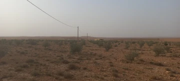 Vente Terrain Agricole Djelfa Had sahary 13