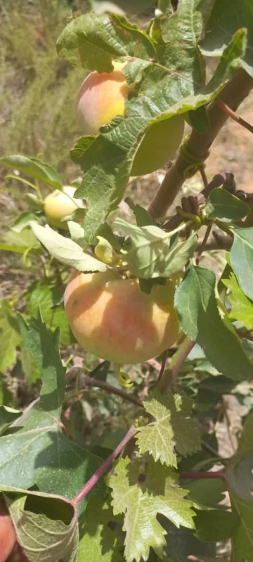 Vente Terrain Agricole Djelfa Djelfa 19