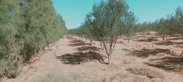 Vente Terrain Agricole Djelfa Hassi bahbah 53