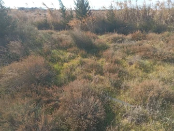 Vente Terrain Agricole Djelfa Djelfa 9