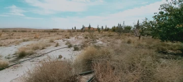 Vente Terrain Agricole Djelfa Djelfa 2