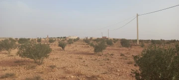 Vente Terrain Agricole Djelfa Had sahary 2