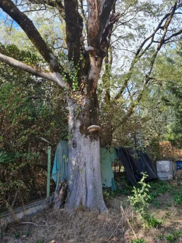 Vente Terrain Annaba Seraidi