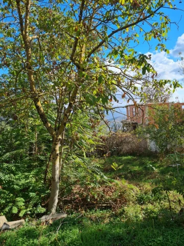 Vente Terrain Annaba Seraidi 12