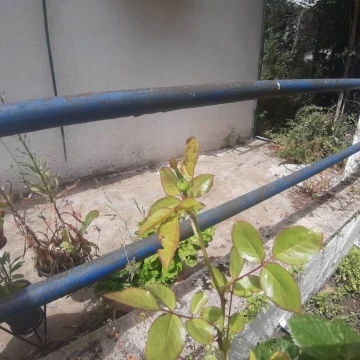 Vente Terrain Annaba Seraidi 4