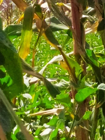 Vente Terrain Agricole Alger Zeralda 16
