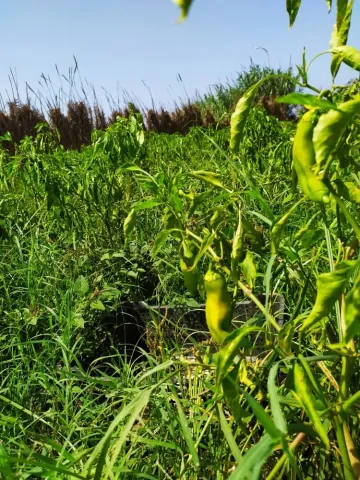 Vente Terrain Agricole Alger Zeralda 7