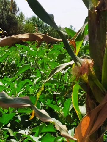 Vente Terrain Agricole Alger Zeralda 18