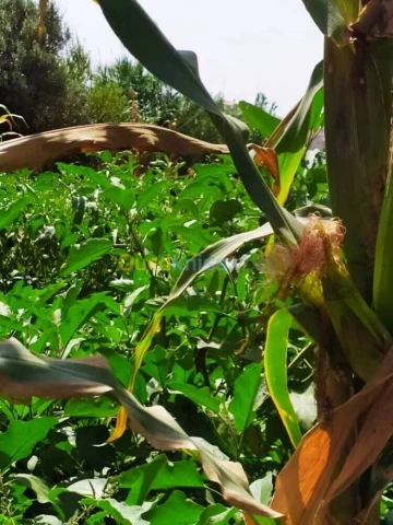 Vente Terrain Agricole Alger Zeralda 4