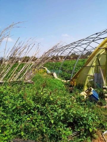 Vente Terrain Agricole Alger Zeralda 9