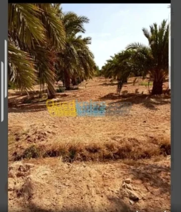 Vente Terrain Agricole Biskra Oumache 3