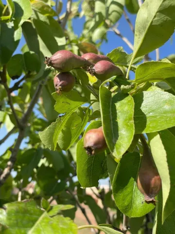 Vente Terrain Agricole Djelfa Djelfa 7