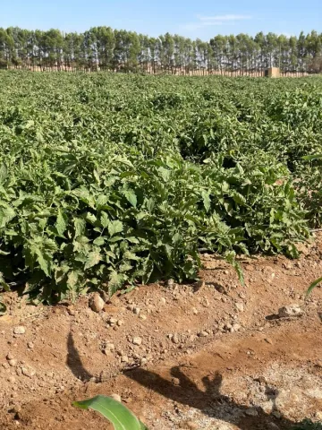 Vente Terrain Agricole Djelfa Djelfa 12