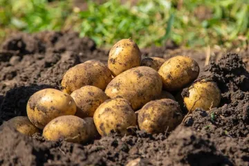 Vente Terrain Agricole Tlemcen Hennaya 8