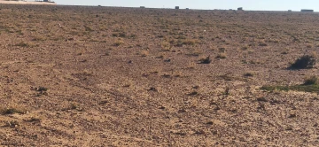 Vente Terrain Agricole Djelfa Ain oussara 5