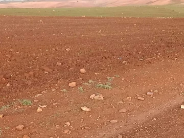 Vente Terrain Aïn Defla Bourached 4