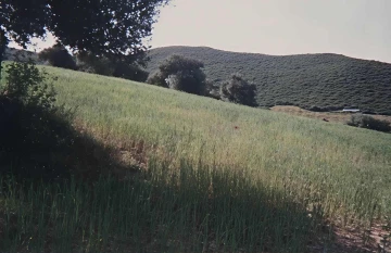 Vente Terrain Agricole Guelma Heliopolis