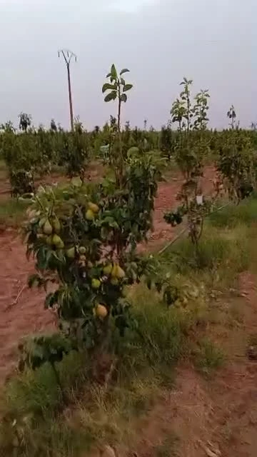 Vente Terrain Agricole Djelfa Ain oussara 10