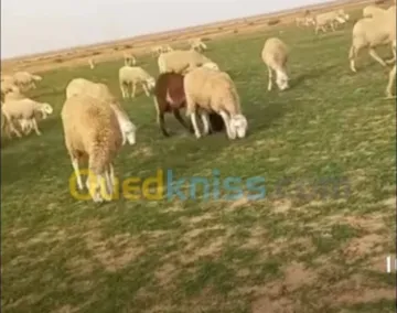 Vente Terrain Agricole Médéa El guelbelkebir 2