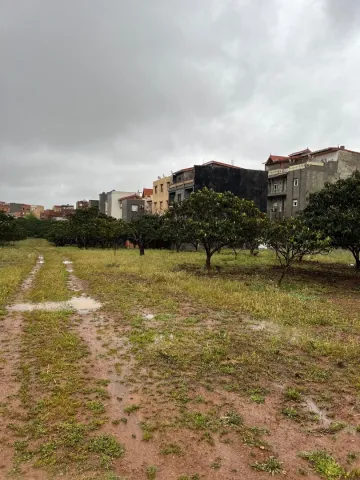 Vente Terrain Tipaza Kolea 4