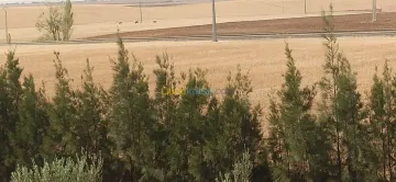 Vente Appartement Niveau de villa Tiaret Tiaret