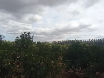 Vente Terrain Agricole Blida Chiffa 8