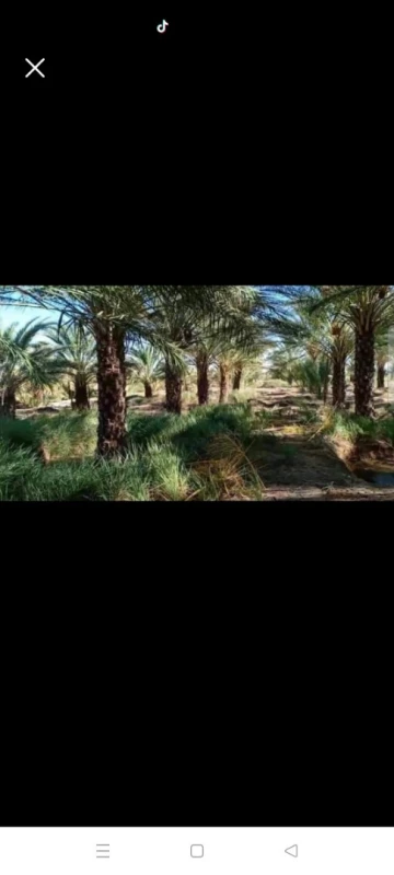 Vente Terrain Biskra Sidi okba 3