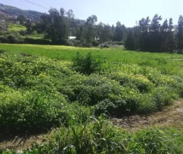 Vente Terrain Alger Dely brahim