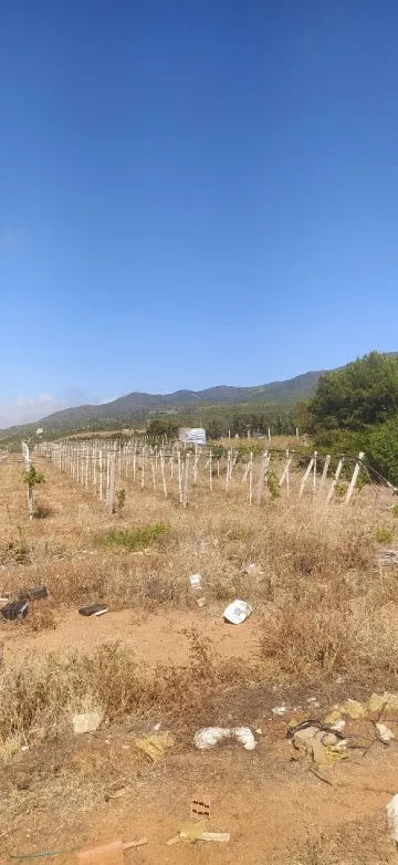 Vente Terrain Agricole Chlef Sidi abderrahmane 2