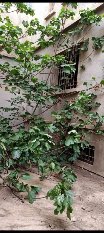 Vente Carcasse Oran Es senia 8