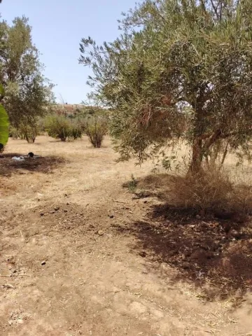 Vente Terrain Relizane El guettar 3