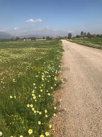 Vente Terrain Agricole Aïn Defla Djelida 4