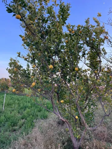 Vente Terrain Agricole Laghouat Laghouat 10