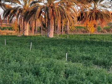 Vente Terrain Agricole Laghouat Laghouat 2