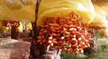 Vente Terrain Agricole Biskra Tolga