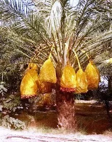 Vente Terrain Agricole Biskra Tolga 5