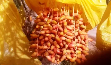 Vente Terrain Agricole Biskra Tolga 4