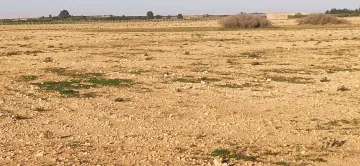 Vente Terrain Agricole Djelfa Ain oussara 2