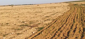 Vente Terrain Agricole Djelfa Ain oussara 4
