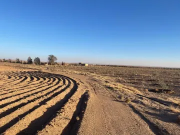 Vente Terrain Agricole Laghouat Tadjemout 2