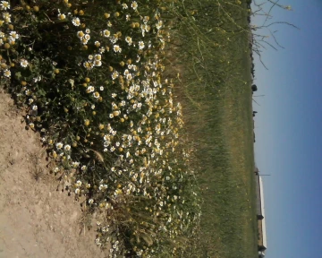 Vente Terrain Agricole Batna Merouana